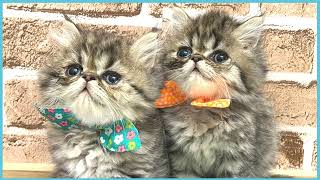 ペットショップCOO&RIKU No00703531(ペルシャ)