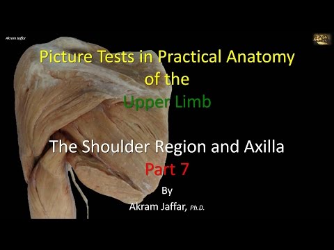 Test obrazkowy - anatomia stawu ramiennego i dołu pachowego część 7