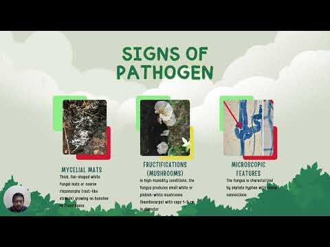 OIL PALM BUNCH ROT DISEASE BY MUHAMMAD LUTFI