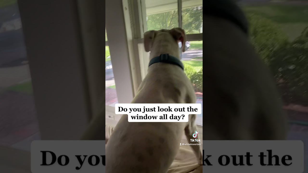 YouTube video preview
