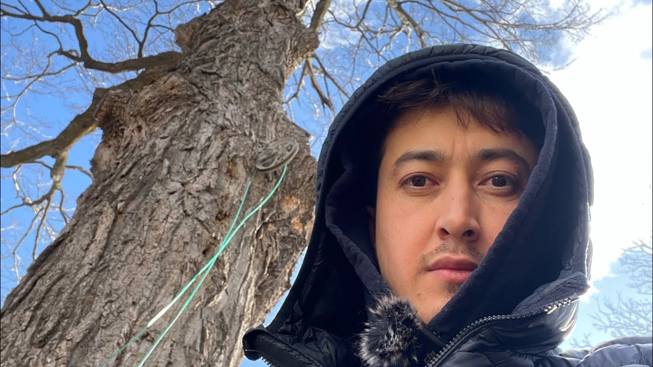 Maple tapping vidoni 2 chi qismi. Gap isboti bn degandek #mapletapping #maple