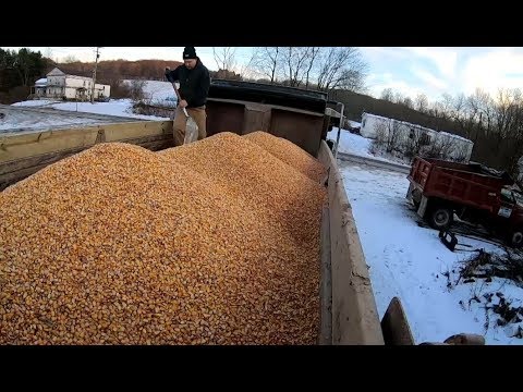 Loading Truck With Corn