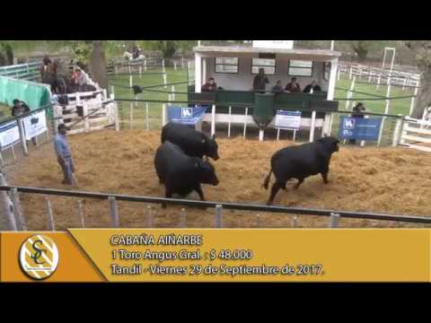 29-09-17 Venta de Toros - Cabaña Aiñarbe - Tandil.