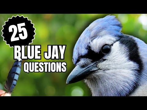 Everything You Wondered About Blue Jays | 25 Questions Answered