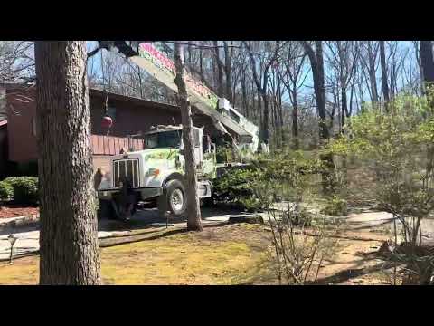 Life's Tree Doctor, LLC YouTube video thumbnail 13
