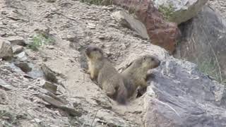 preview picture of video 'Chitral wildlife'