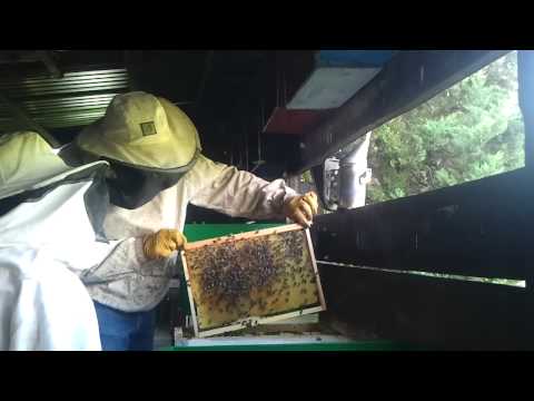 comment demarrer apiculture