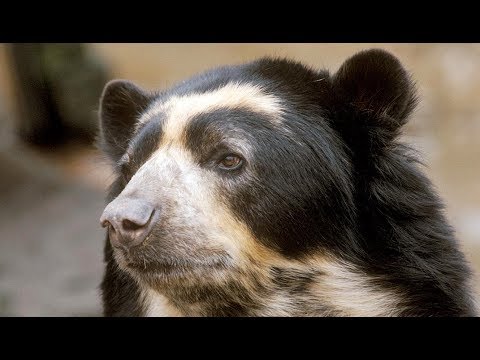 L'ours à lunettes est un des animaux les plus mystérieux d'Amérique du Sud