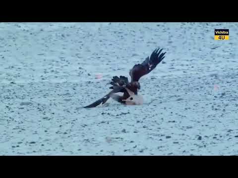 igal vs lomdi hdhdhyehjejjdhdzj