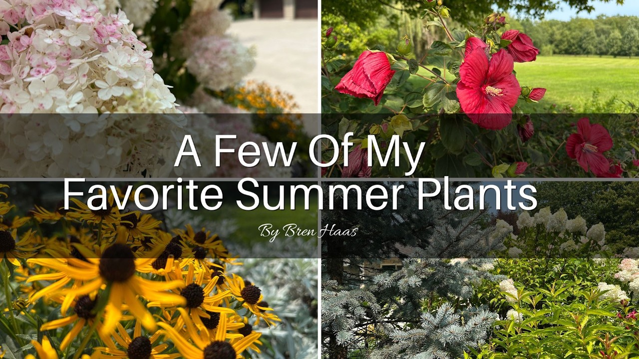 A Few of My Favorite Summer Plants