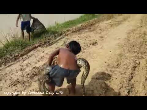 Brave Little Kids Catch Big Snake in Water While Finding Snails in the fields