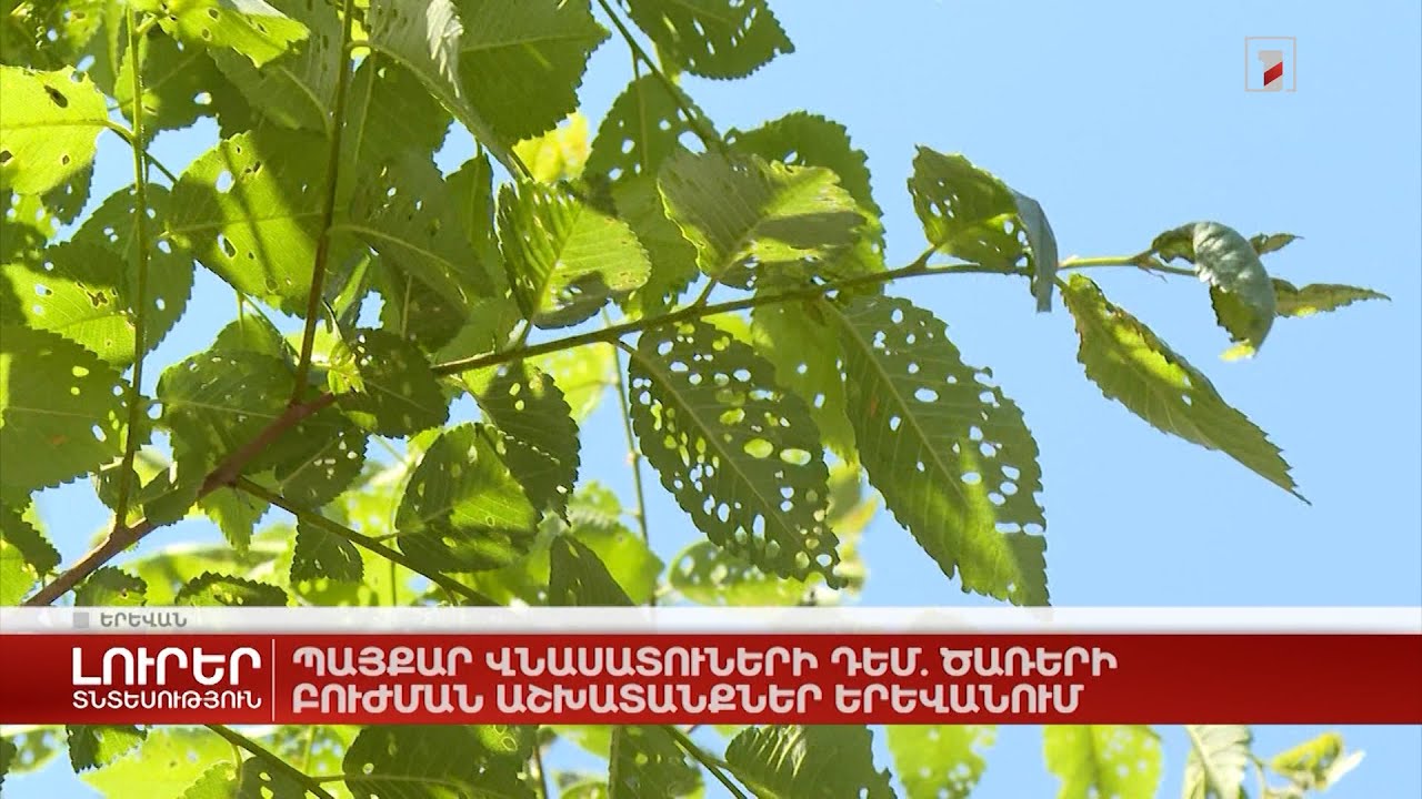 Պայքար վնասատուների դեմ. ծառերի բուժման աշխատանքներ Երևանում