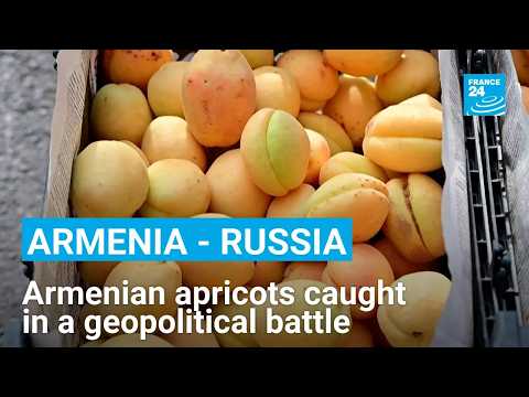 🇦🇲🇷🇺Armenia - Russia: Armenian apricots caught in a geopolitical battle