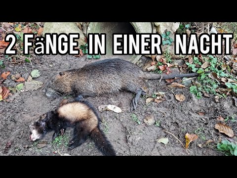 Doppelfang in einer Nacht - Fallenjagd Alltag im Herbst (Nutria und Iltis) @FANGJAGD