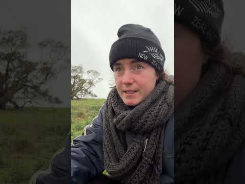 How to tell if a lamb's walked
