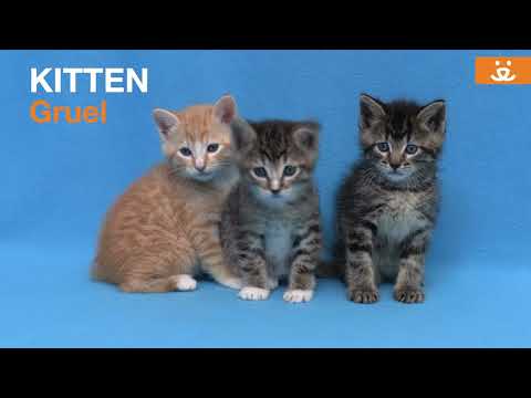 Kitten Minute - Kitten Gruel