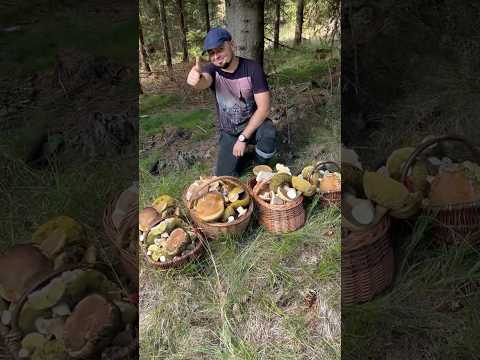 4 kosze prawdziwków! 😄 To ja czy nowa wersja Świętego Mikołaja, tylko z grzybami? 🎅🍄 #grzyby