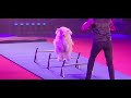 DOG SHOW BIG APPLE CIRCUS LINCOLN CENTER NEW YORK 11 11 2025