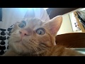 Pluto Il Gatto Rosso