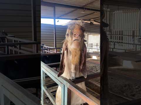 Aggressive andul bakra😍 #youtubeshorts #viral #creator #shortvideo #bakra #bakraeid2023 #andul