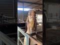 Aggressive Andul Bakra Youtubeshorts Viral Creator Shortvideo Bakra Bakraeid2023 Andul