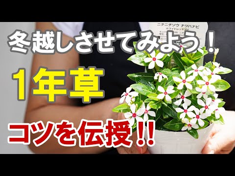 こうやって観賞用の草を冬に越すことができます トピックス