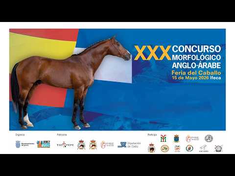 XXX Concurso Morfológico Anglo-Árabe (continuación) — 15 mayo 2026