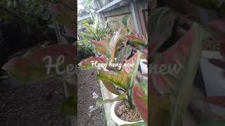 Download lagu review aglonema Heng - heng mp3