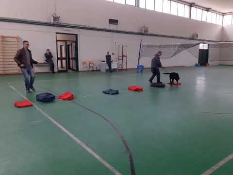 Dimostrazione cani antidroga a scuola