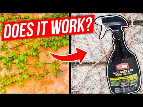 YouTube video about: Does lysol kill poison ivy on furniture?