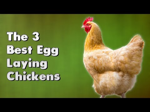image-Which breed of chicken lays the most eggs?