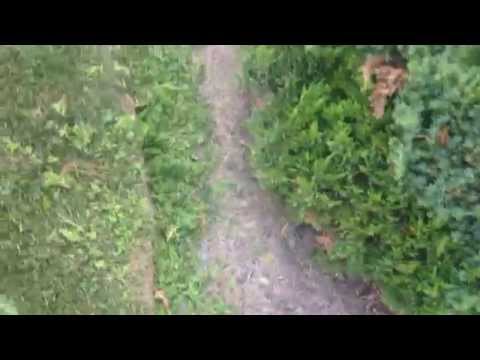 Hedge trimming with the Echo HC 185 part two