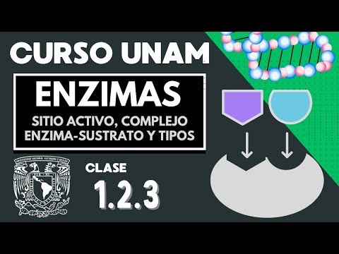 🌱 LAS ENZIMAS | Examen UNAM | Proteínas catalizadoras | Sitio activo,  complejo  enzima-sustrato
