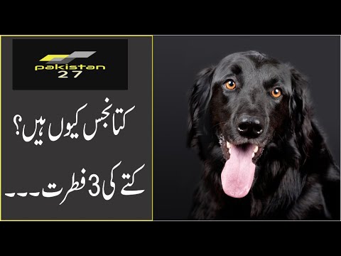 Kutta Najis Ku Hai | Kuttay Ki 3 Fitrat Se Bacho | pakistan 27 tv