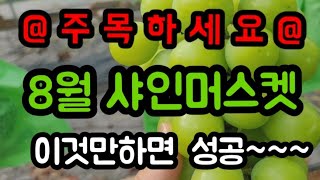 8월샤인머스켓 이것만하면 성공입니다~수확을앞두고 막바지 작업  #샤인머스켓재배기술 #시설대형비가림비닐하우스 …
