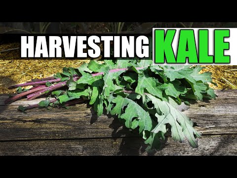 How To Reuse Old Potting Soil FOUR ways