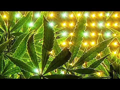 Progressive Psy Trance Mix [110 ~ 140 BPM] | live DJ Set @ Tonkugel, 2020 09 08