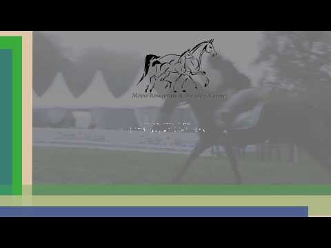 Lot 21   FILLY FOAL BY CORMINT X BRIAN BORU (TB)