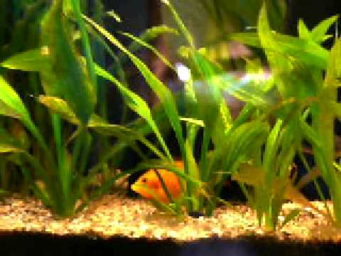 aquarium d'eau douce discus altum cichlidés