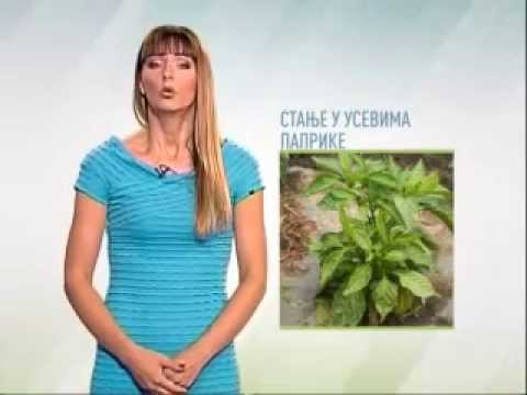 Zelena prognoza 07.8.2015 - O stanju u usevima paprike