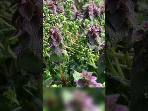 ジャイアントオドリコソウ 植物