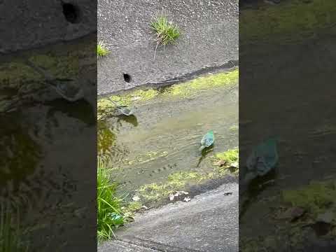 Having some water, mate! Hannahvuofficial/ Australia