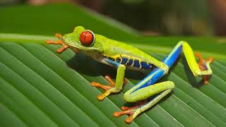 Download lagu Suara Katak Di Malam Hari Hujan | Nada Dering Alam mp3