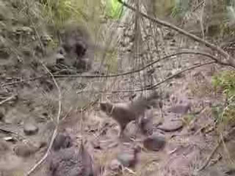 Pussy Woo's creek walk