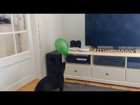 Elvis and the baloon