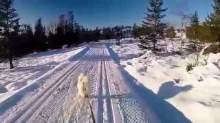 preview picture of video 'Tiril the samoyed at Norefjell, Norway 2014'