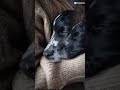 My Dog And His Mam Xxx