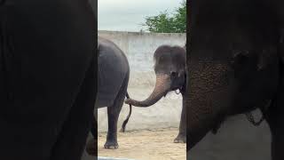 202406泰國曼谷華欣旅行 華欣動物園