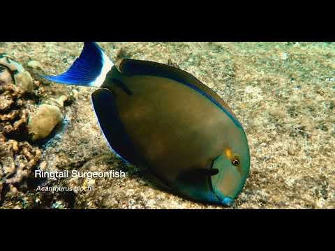 2 Surgeonfish B - scuba diving video