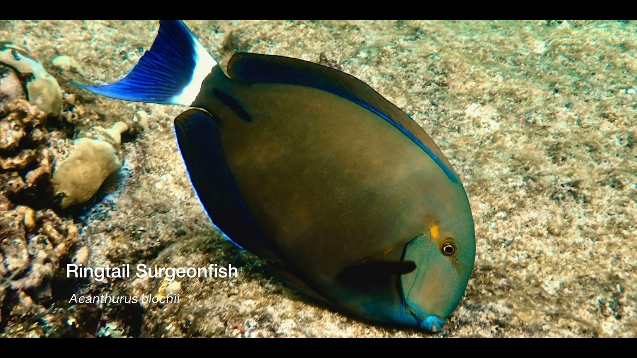 2 Surgeonfish B